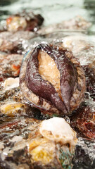 Fresh Abalone Shells in Tidal Pool - Gourmet Seafood Closeup