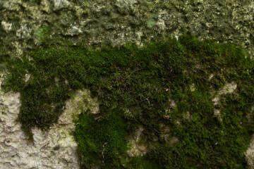 Green moss growing on a damp concrete wall in shade