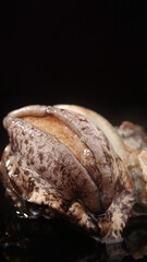 Fresh Abalone Shellfish Closeup - Premium Seafood Ingredient for Gourmet Cooking