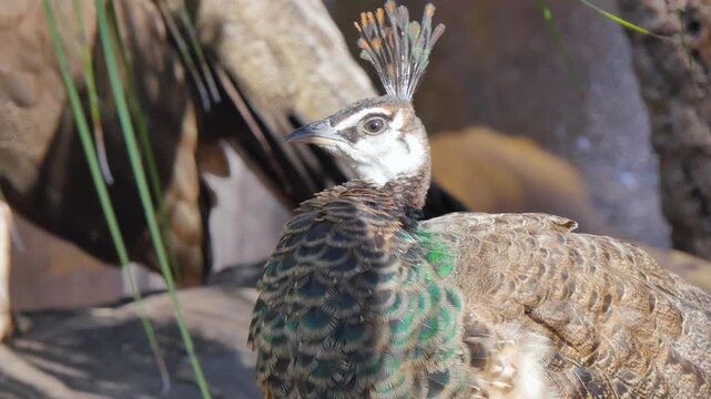 Peafowl
