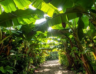 Path through a lush tropical forest under the banana tree canopy