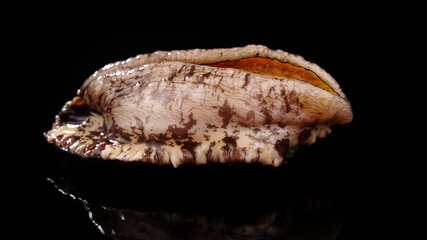 Fresh Raw Abalone Shellfish Close-up - Premium Seafood Ingredient for Gourmet Cooking