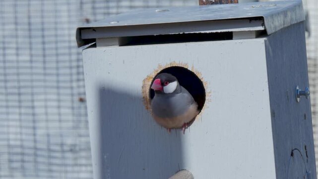 Bird in a nesting box