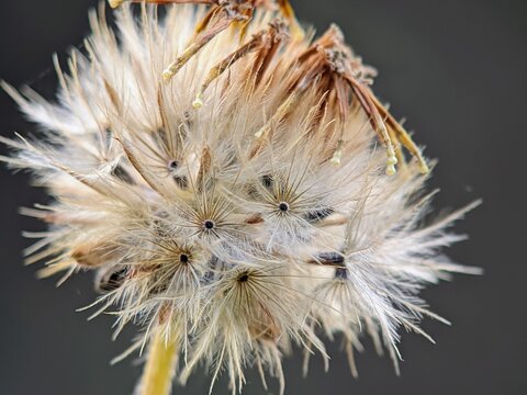 Coatbuttons Tridax Procumbens Fluffy Seed Head Spreading, Extreme Macro Visual for Environmental Design