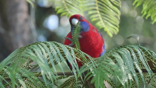 Red and blue bird eating