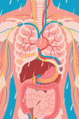 Vector illustration of human torso anatomy showing respiratory, circulatory, digestive, and nervous systems. Educational medical design with detailed internal organs.