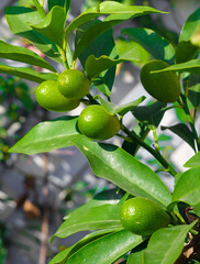 Fresh Green Limes Growing on Citrus Tree Branch with Leaves in Natural Garden Setting
