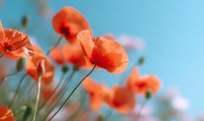 a clear blue sky with a few blurred poppy flowers in vivid red and orange tones around the edges