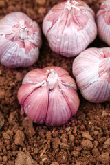 Fresh Purple Garlic Bulbs on Soil - Shandong Agricultural Produce