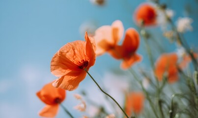 Fototapeta premium a clear blue sky with a few blurred poppy flowers in vivid red and orange tones around the edges