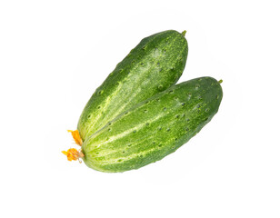 Cucumbers isolated. Fresh organic cucumber on white background.