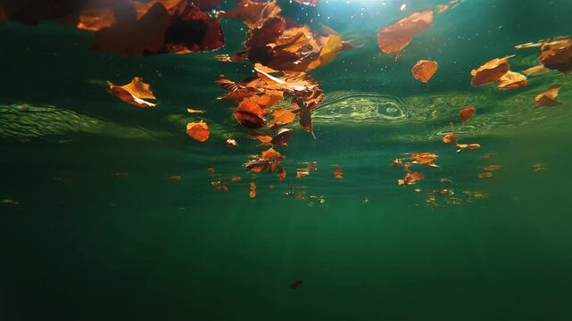 Under the water slowmotion with autumn leaves floating on an alpine lake in Bavaria
