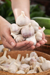 Fresh White Garlic Bulbs and Cloves in Hands - Organic Farm Produce from Shandong China