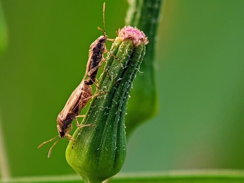 Pair of Seed Bugs Lygaeidae Mating on Flower Bud in Macro Close Up for Nature Education