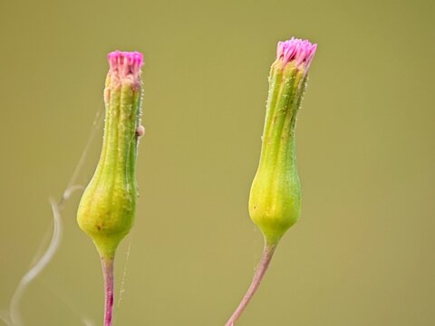 Minimalist Macro Shot of Two Sawi Langit (Emilia sonchifolia) Plant Buds with Blurred Background for Nature Content