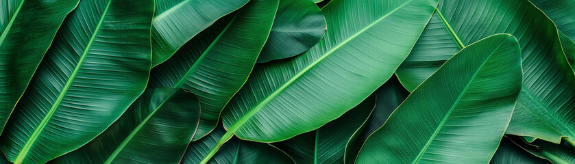 Green leaf background with natural plant texture. fresh tropical foliage creates calming, vibrant pattern perfect for nature themes