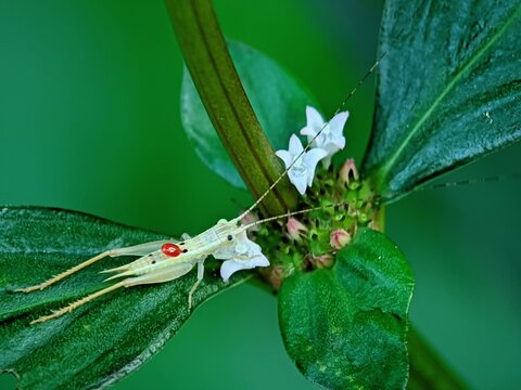 White Bush Cricket Gryllidae Resting on Green Leaf with Parasite Macro Photography for Biology Guide