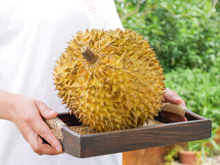 Fresh Golden Durian Fruit Held in Wooden Tray with Natural Garden Background