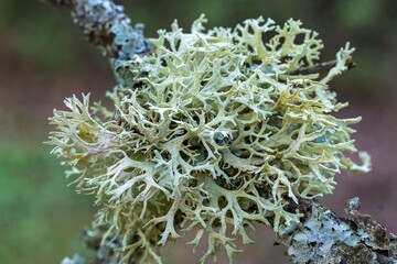 Eichenmoss-Pflaumenflechte auf Baumrinde &ndash; detailreiche Makroaufnahme einer symbiotischen Flechte in nat&uuml;rlicher Umgebung, ideal f&uuml;r Natur- und Wissenschaftsprojekte