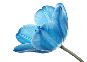 Blue tulip isolated on white background, PNG with transparency