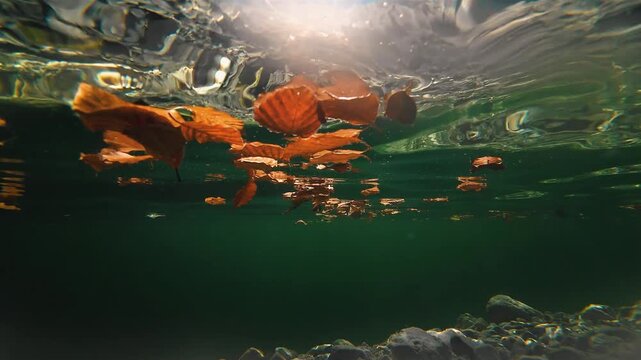 Underwater video with leaves floating on the water in Konigsee, Germany
