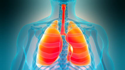 Human Respiratory System Lungs Anatomy
