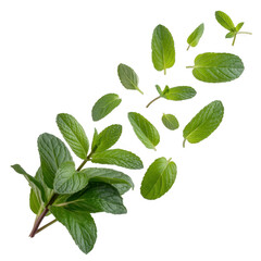 Fototapeta premium Fresh green mint leaves scattered isolated on a transparent background