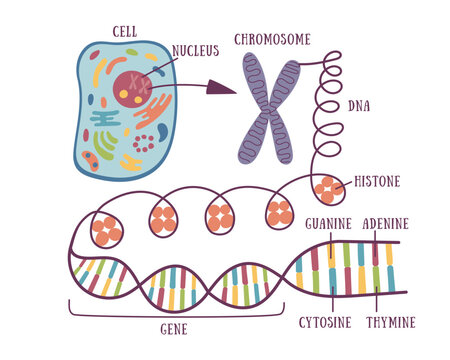 DNA structure and genetic hierarchy diagram. Flat vector illustration showing the structure of genetic material from the cell to DNA sequence. Concept of genetics and molecular biology. 