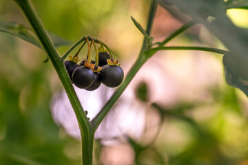 A cluster of black berries on a plant