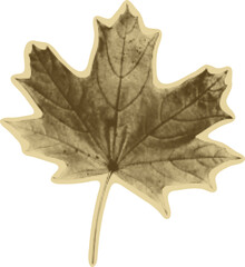 Fototapeta premium Maple Leaf for Collage