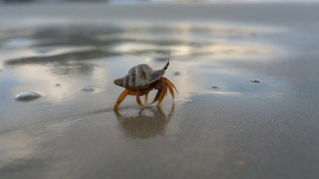 A small hermit crab with a striped shell walks on wet sand at the beach.