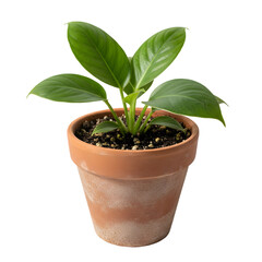 Small Green Plant In A Terracotta Pot With Dark Soil And Black Background Isolated Studio Shot