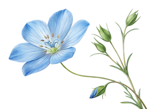 blue flower isolated on white background - Powered by Adobe