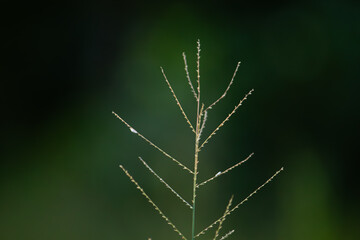 Minimalist close-up of a single, delicate grass stalk isolated against a dark green bokeh background