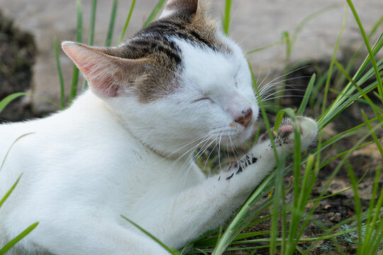 Close-up of a white calico cat relaxing and grooming itself while lying in the green grass. - Powered by Adobe