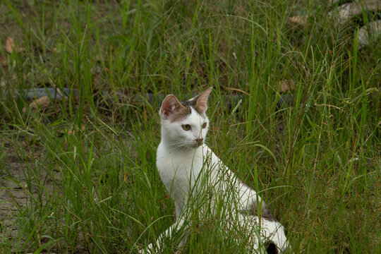A white calico cat sitting alert and hiding in a field of tall green grass - Powered by Adobe