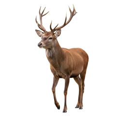 Fototapeta premium Majestic Stag with Antlers Standing Alertly Outdoors in Natural Sunlight with a Black Isolated Background