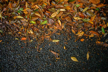 雨に濡れアスファルトの地面に落ちた紅葉した木の葉の落ち葉　濡れた地面　雨の滴　秋の背景素材　