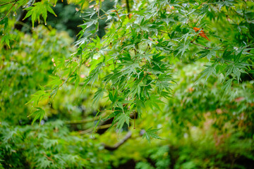 キラキラ光り輝く雨水に濡れた森林の木々　さわやかな森の木の葉新緑の光　自然・季節のの背景　アウトドア・太陽の日差し・洗濯のイメージ	