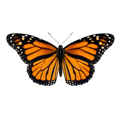 Fototapeta premium Monarch Butterfly with Orange Black and White Wings Isolated on Black Background Studio Shot
