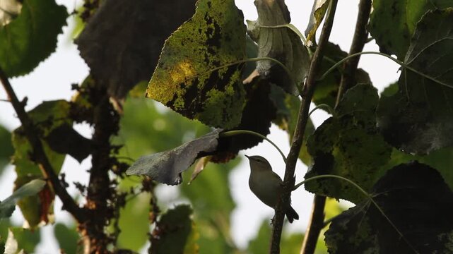 Willow Warbler (Phylloscopus trochilus) feeding on aphids on the leaves of poplar trees in Hevsel Gardens.