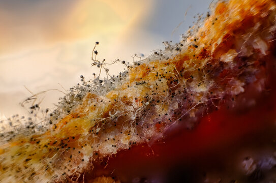 Focus stack macro of black bread mold (Rhizopus) sporulating on a food substrate.