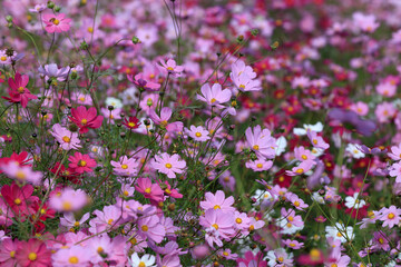 Obraz premium Flower garden of the cosmos