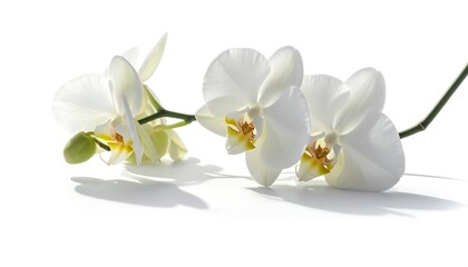Obraz premium Minimalist orchid branch isolated, elegant white flowers, soft lighting