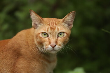 A front view of an orange tabby cat