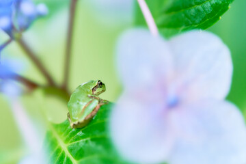 紫陽花の葉にしがみつく一匹のニホンアマガエル
