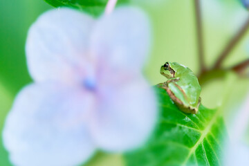 紫陽花の葉にしがみつく一匹のニホンアマガエル