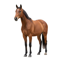 Fototapeta premium A Majestic Bay Horse Stands Proudly in a Studio Portrait With a Solid Black Background Highlighting Its Muscular Build and Sleek Coat