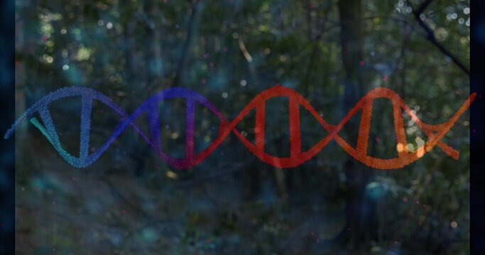 Fototapeta Glowing translucent DNA double-helix ribbon spanning wooded clearing, scattering color speckles