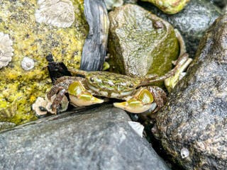 Crab on the rocks